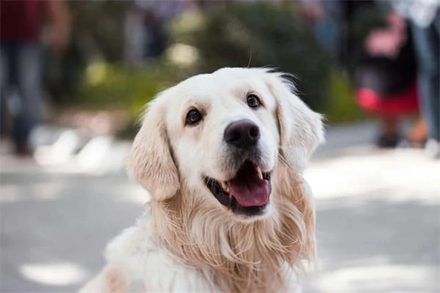 犬用コデインの効果は低い？リスクと代替薬を獣医師が解説