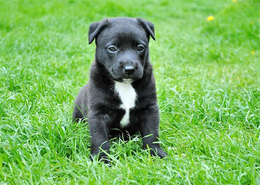 犬用コデインの効果は低い？リスクと代替薬を獣医師が解説