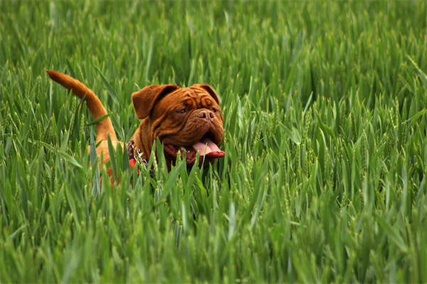 犬用コデインの効果は低い？リスクと代替薬を獣医師が解説