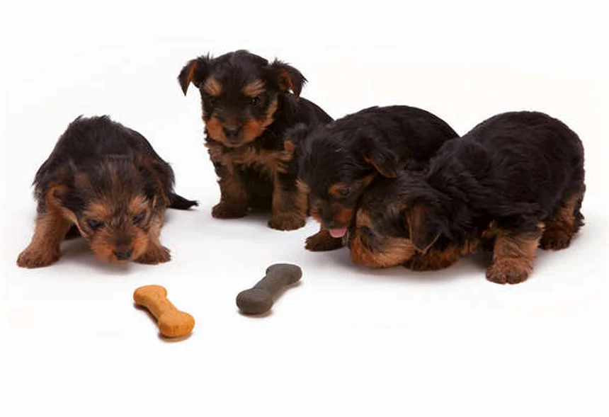犬用コデインの効果は低い？リスクと代替薬を獣医師が解説