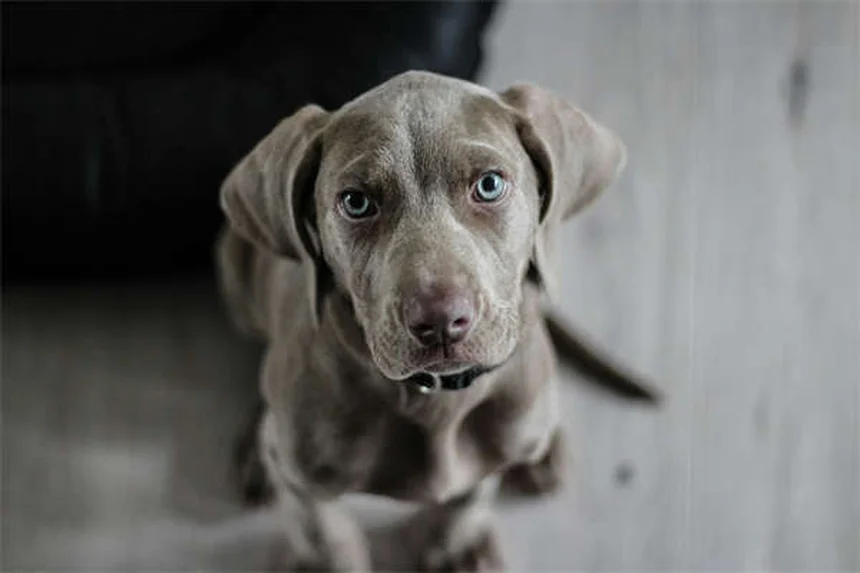 ペニシリンを犬猫に使う前に知っておきたい5つの安全ポイント