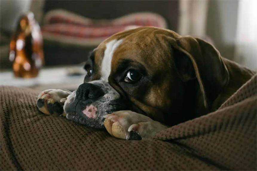 ペニシリンを犬猫に使う前に知っておきたい5つの安全ポイント