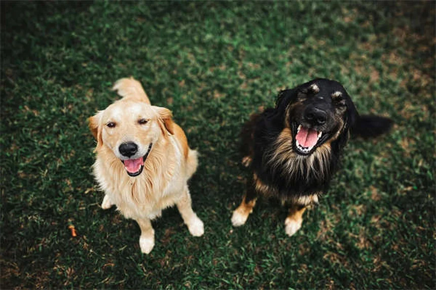 ペニシリンを犬猫に使う前に知っておきたい5つの安全ポイント
