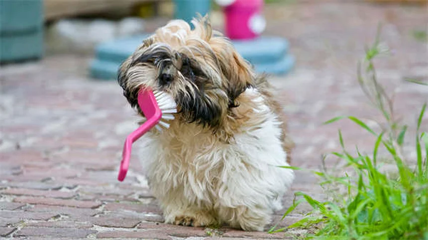 犬の血小板凝固障害の症状と原因を徹底解説｜見逃しがちな初期サインと対策