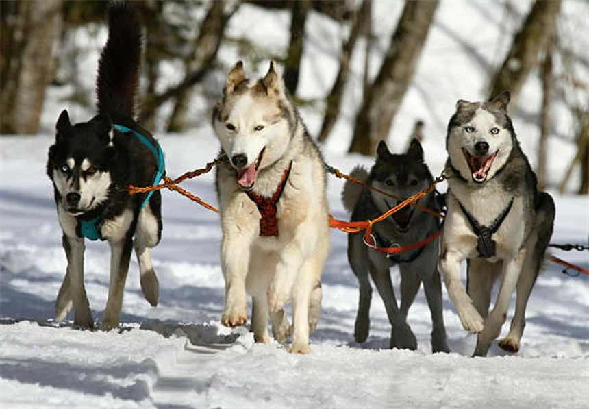 犬の血小板凝固障害の症状と原因を徹底解説｜見逃しがちな初期サインと対策