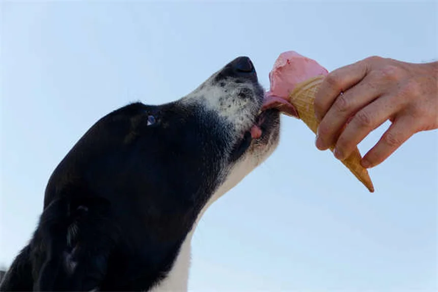 犬がうんちのあとに足を蹴る理由：知っておくべき3つのポイント