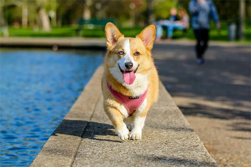 犬がうんちのあとに足を蹴る理由：知っておくべき3つのポイント