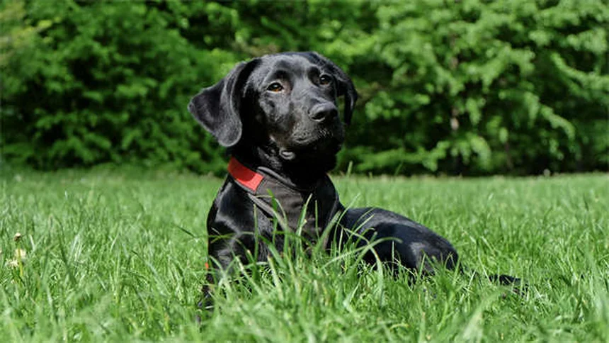 犬がうんちのあとに足を蹴る理由：知っておくべき3つのポイント