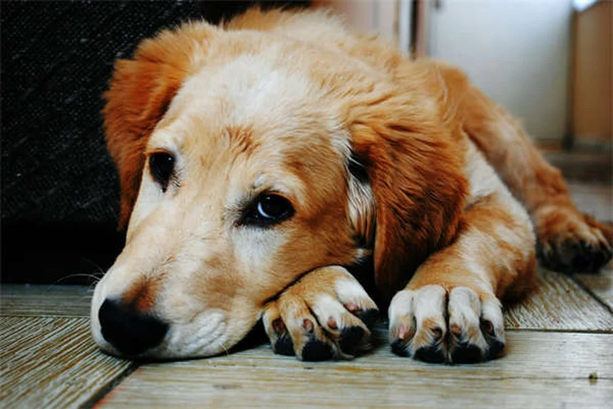 メトロニダゾール、犬猫に使う前に知っておきたい副作用と注意点