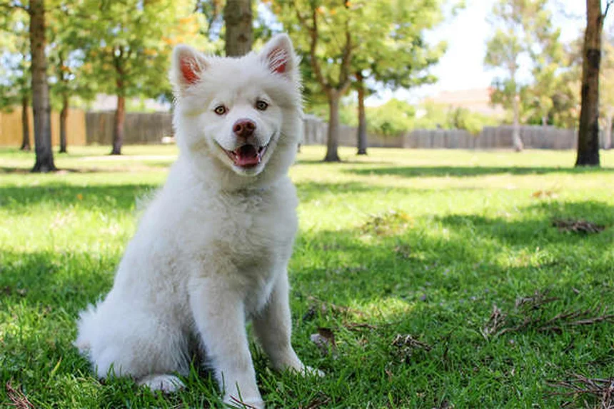 糖尿病の犬を引き取る前に知っておくべき驚くべき事実