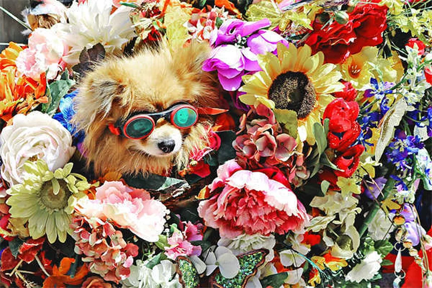 糖尿病の犬を引き取る前に知っておくべき驚くべき事実