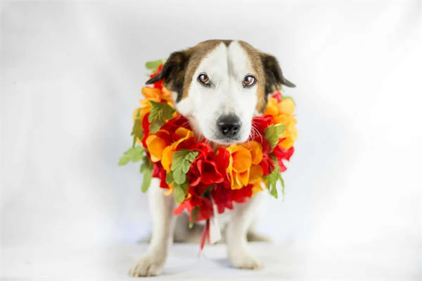 ドンゴラ馬とは？西アフリカ原産の乗用馬の特徴と魅力