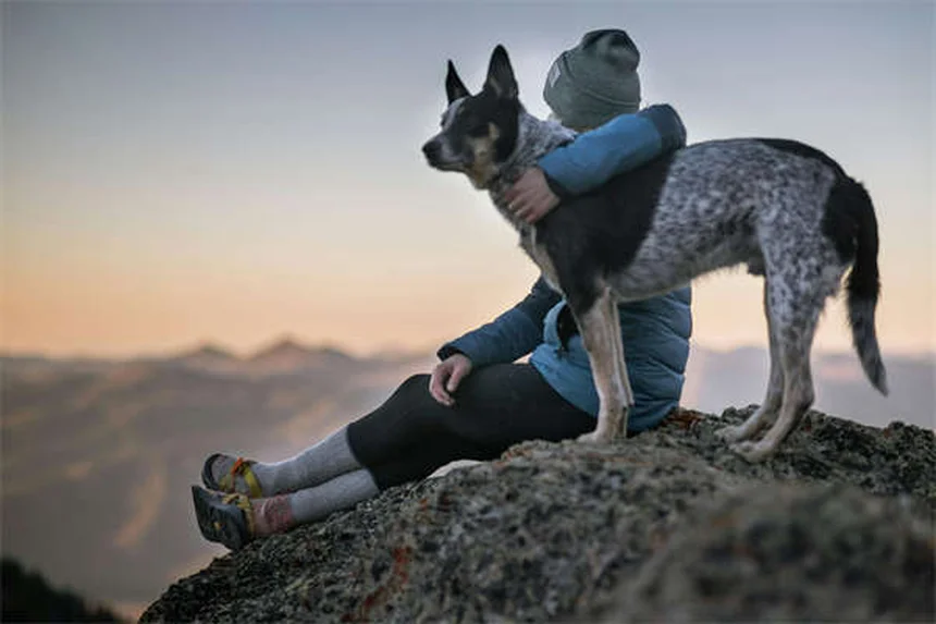 犬の下痢にイモディウムは効果的？獣医師が教える正しい使い方