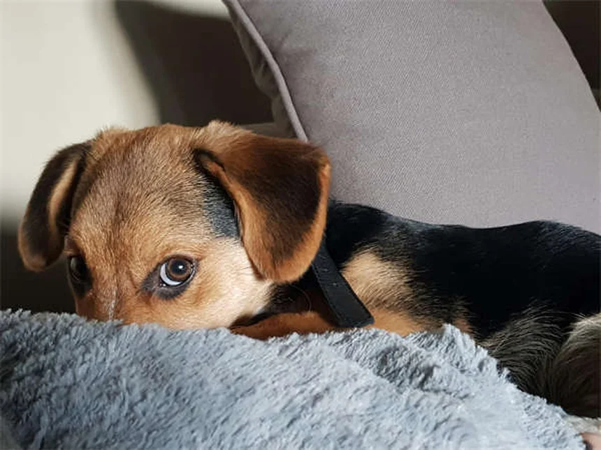 犬の下痢にイモディウムは効果的？獣医師が教える正しい使い方
