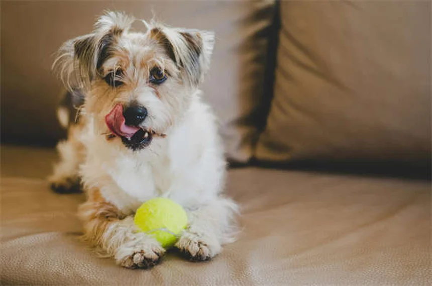 ボリコナゾールとは？犬や猫の真菌感染症に効果的な抗真菌薬のすべて