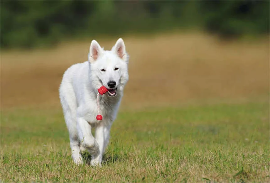 ペットと話すのは普通？犬や猫と会話する驚きの効果5選