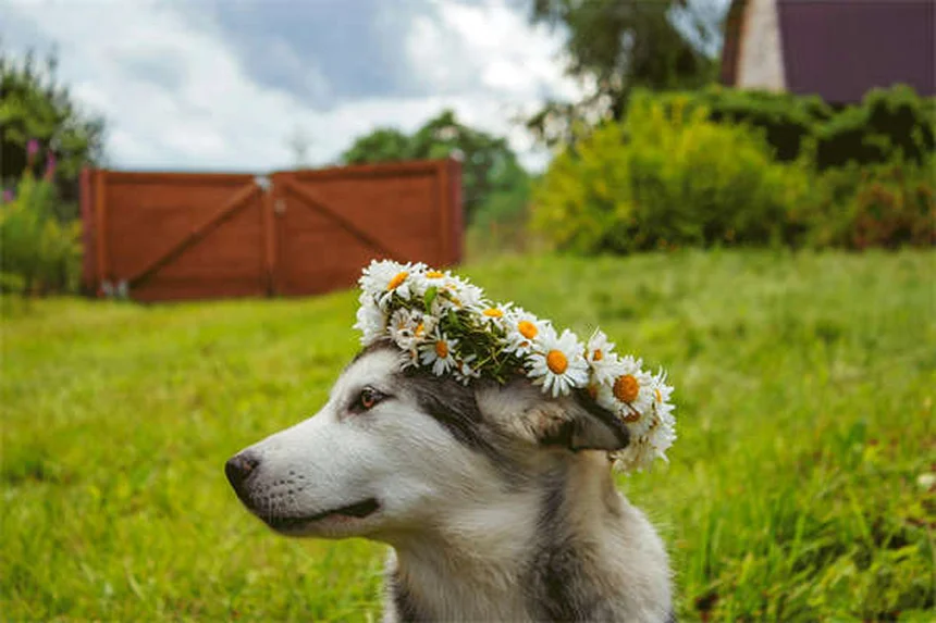 ペットと話すのは普通？犬や猫と会話する驚きの効果5選