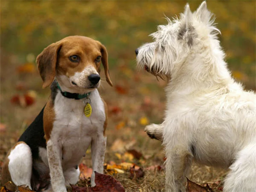 犬が外を怖がる理由と解決法｜愛犬と楽しく散歩する7つのコツ