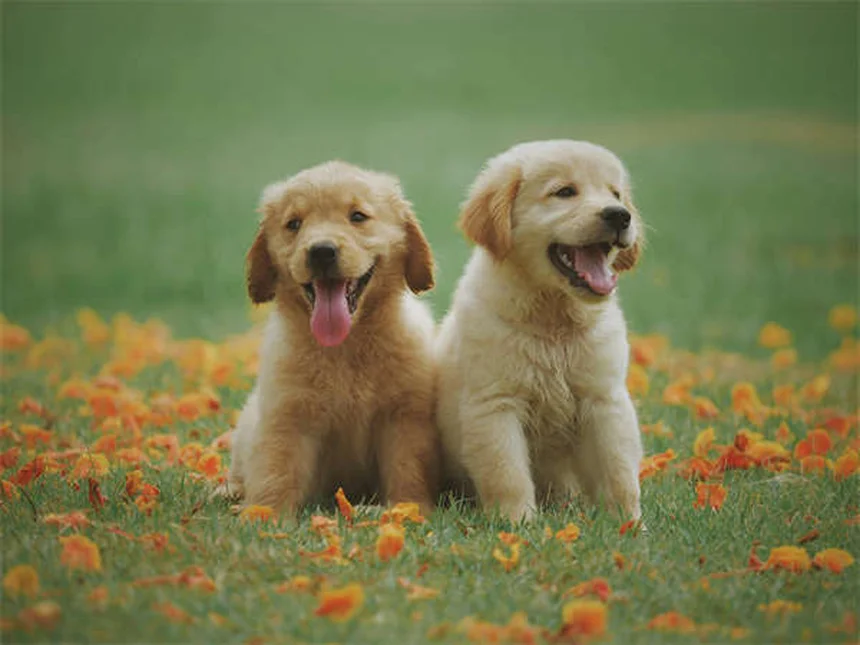 犬の不安対策にオキサゼパムは効果的？獣医が解説する正しい使い方