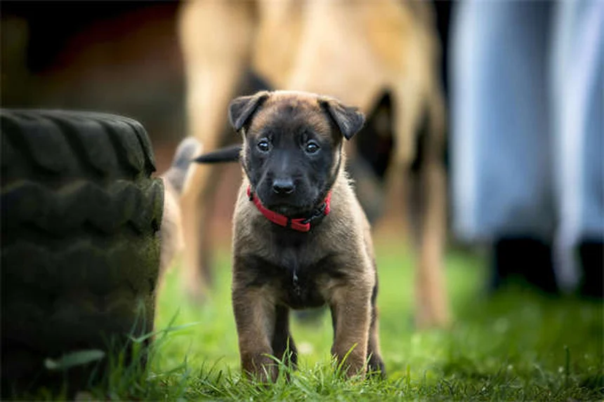 夏の犬の散歩で絶対に知っておくべき10の対策