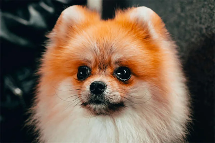子犬のごはん選びで失敗しない3つのポイント【獣医師推奨】