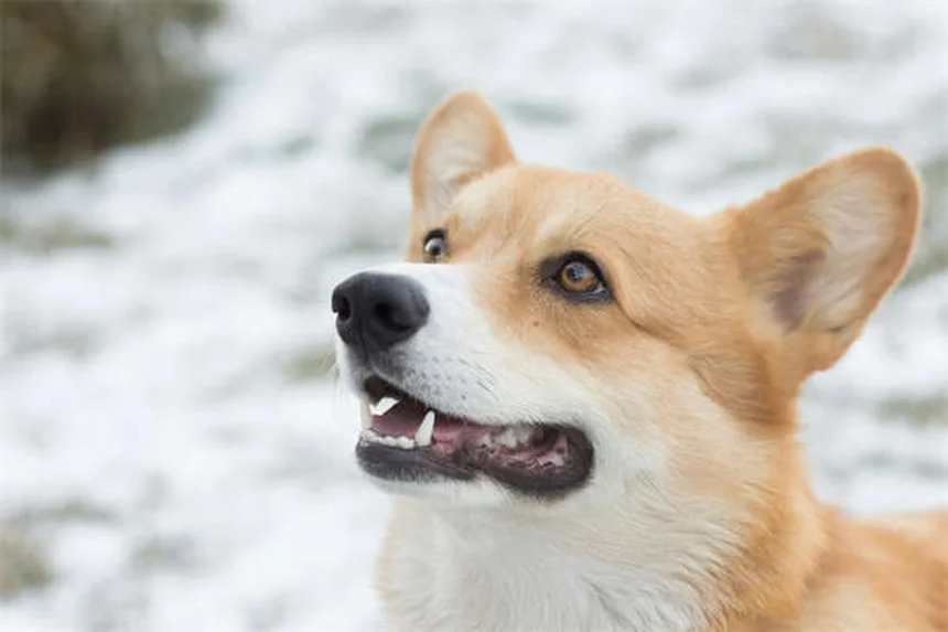 犬にタイレノールは危険？絶対に知っておきたい5つの真実