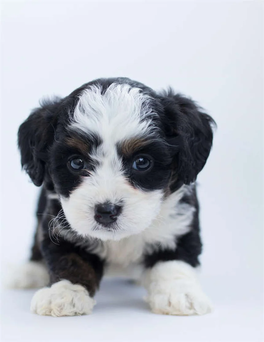 犬の関節炎に効くカルプロフェン（リマディル）の効果と正しい使い方