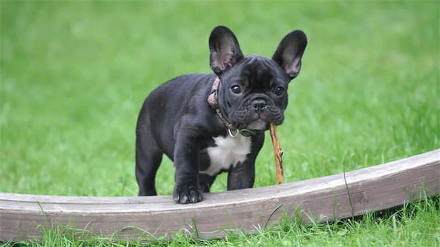 犬の「子犬のような目」が人間に愛される3つの科学的理由