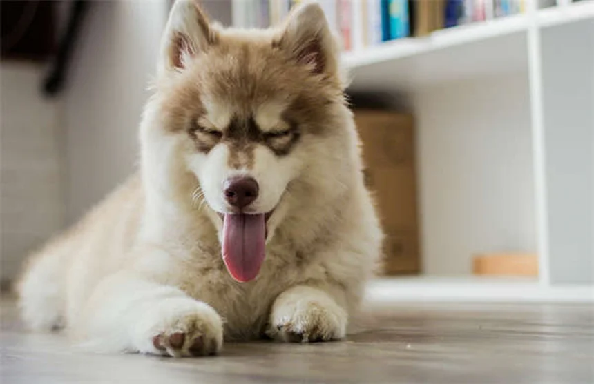 犬がじっと見つめてくる理由7選！愛犬の視線の秘密を徹底解説